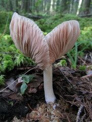 Entoloma indigoferum