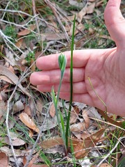 Calochilus
