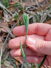 Calochilus