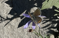 Plebejus anna