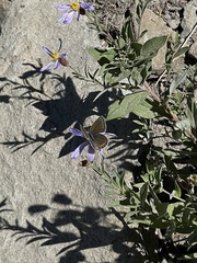 Plebejus anna