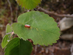 Blaesodiplosis