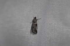 Acrobasis tricolorella