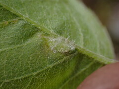 Blaesodiplosis