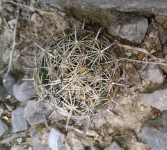 Coryphantha delicata
