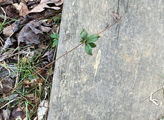 Lonicera fragrantissima