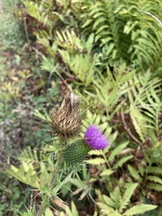 Cirsium vulgare