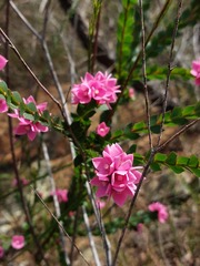 Boronia serrulata