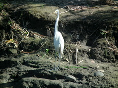 Ardea alba egretta