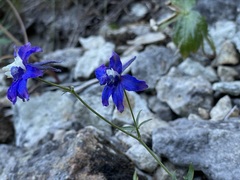 Delphinium nuttallianum