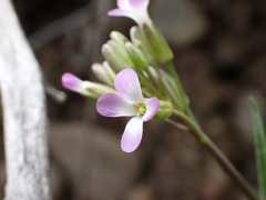 Boechera