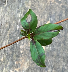 Lonicera fragrantissima