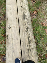 Lonicera fragrantissima