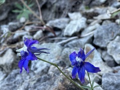 Delphinium nuttallianum