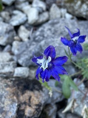 Delphinium nuttallianum