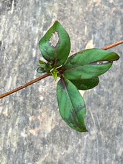 Lonicera fragrantissima