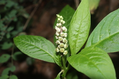 Phytolacca