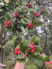 Crataegus mollis