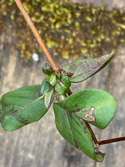 Lonicera fragrantissima