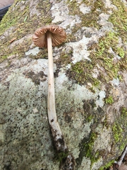 Nolanea