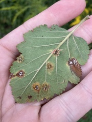 Crataegus mollis