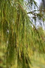 Casuarina equisetifolia