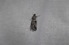 Acrobasis tricolorella