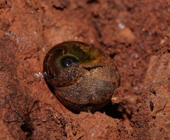 Helicarionidae