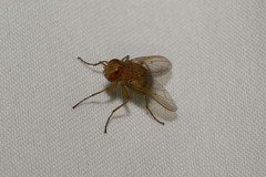 Ormia ochracea