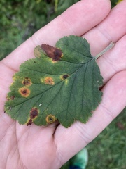 Crataegus mollis