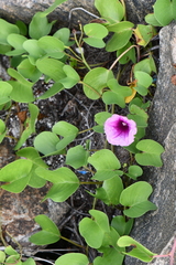 Ipomoea pes-caprae