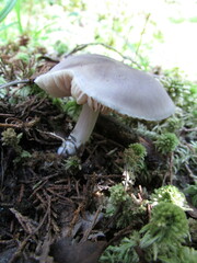 Entoloma indigoferum