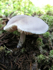 Entoloma indigoferum