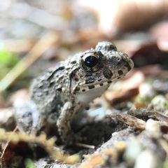 Fejervarya kawamurai