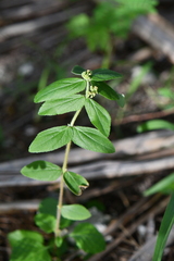 Euphorbia hirta