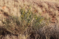 Senna artemisioides