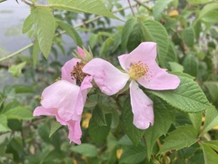 Rosa setigera