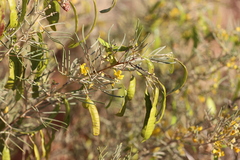 Senna artemisioides