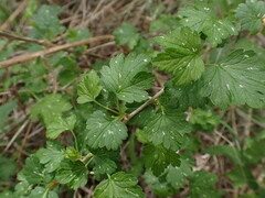 Ribes oxyacanthoides