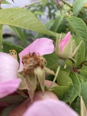 Rosa setigera