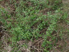 Ribes oxyacanthoides