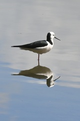 Himantopus leucocephalus