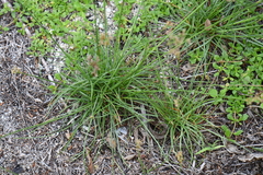 Fimbristylis