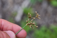 Fimbristylis