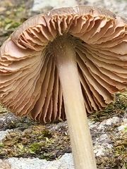 Nolanea