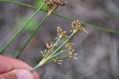 Fimbristylis