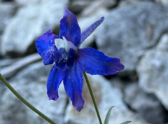 Delphinium nuttallianum