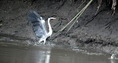 Ardea cocoi