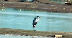 Ardea cocoi