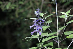 Salvia concolor
